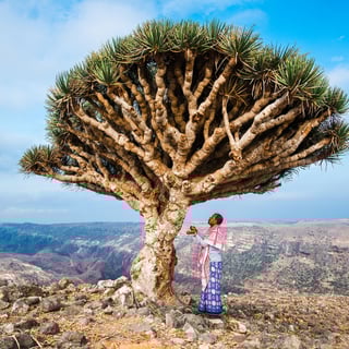 Picture of Socotra
