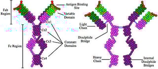 Picture of Immunoglobulin E