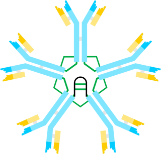 Picture of Immunoglobulin M