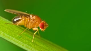 Picture of Fruit flies