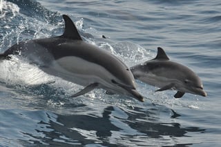 Picture of Dolphin