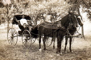 Picture of Horse and buggy