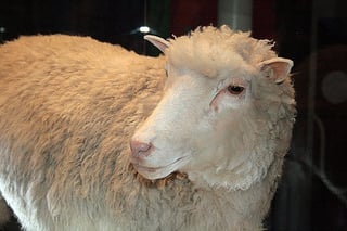 Picture of Dolly