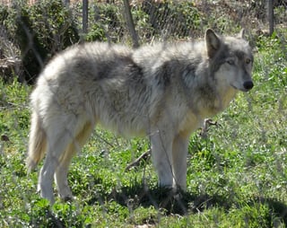 Picture of Wolfdog