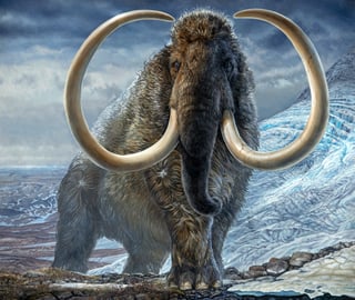 Picture of Mammuthus primigenius
