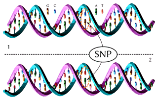 Picture of Single-nucleotide polymorphism