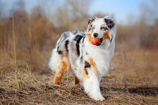 Picture of Australian Shepherd