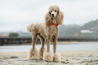 Picture of Poodle