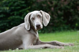 Picture of Weimaraner