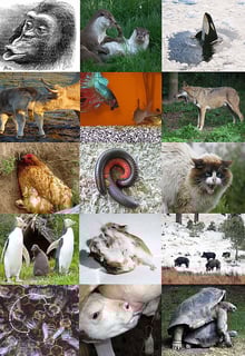 Picture of Ethology
