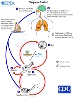 Picture of Naegleria fowleri