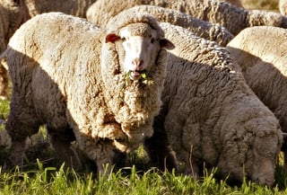 Picture of Merino