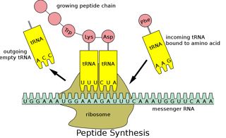 Picture of Transfer RNA