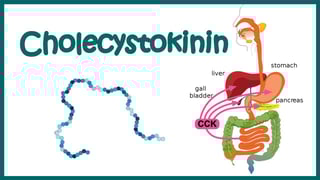 Picture of Cholecystokinin