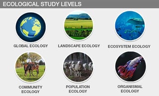 Picture of Ecology
