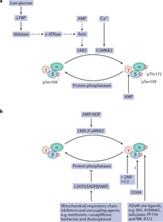 Picture of AMP-activated protein kinase