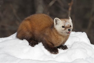 Picture of Martens