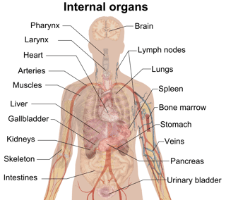 Picture of human body