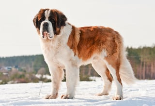 Picture of St. Bernard