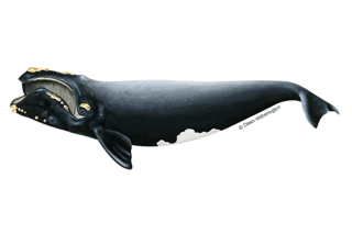 Picture of North Atlantic right whale