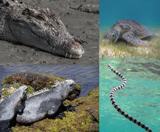 Picture of Marine reptile