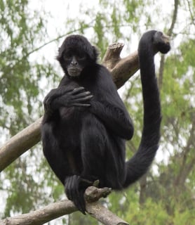 Picture of Spider monkeys