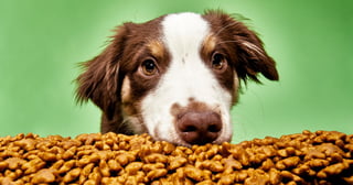Picture of Pet food