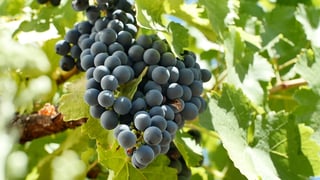 Picture of Gamay