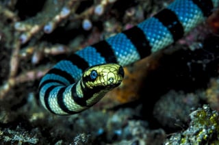 Picture of Coral reef snakes