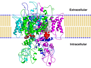 Picture of TRPV1