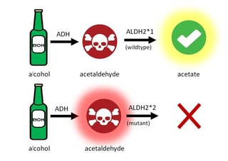 Picture of ALDH2