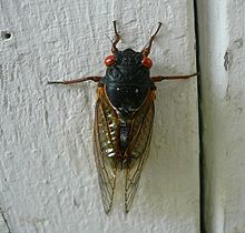 Picture of Brood XIII