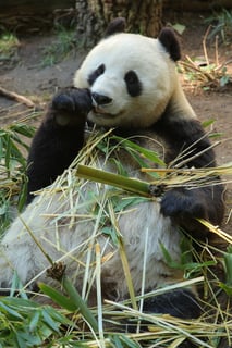 Picture of Bai Yun