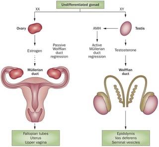 Picture of Disorders of sex development