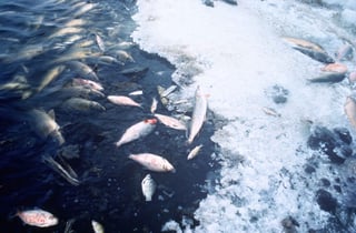 Picture of Fish kill