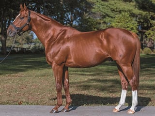 Picture of Curlin