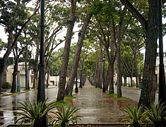 Picture of Maturín