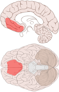 Picture of Ventromedial prefrontal cortex