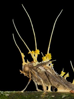 Picture of Cordyceps