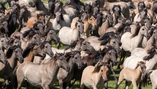 Picture of Stampede