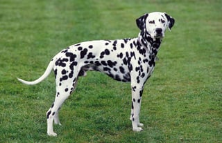 Picture of Dalmatian