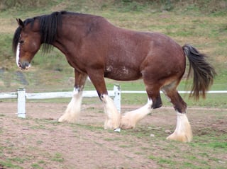 Picture of Clydesdale horse