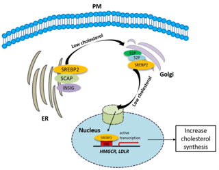 Picture of Sigma-2 receptor