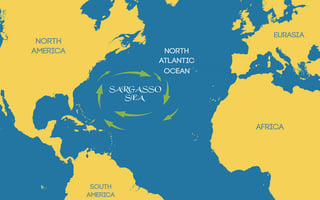 Picture of Sargasso Sea