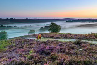 Picture of New Forest
