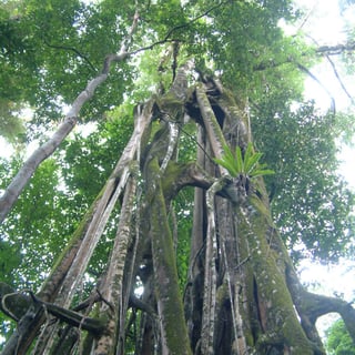 Picture of Ujung Kulon National Park