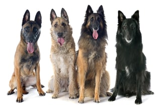 Picture of Belgian Shepherd