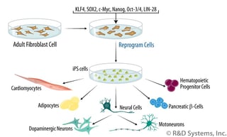 Picture of Induced pluripotent stem cell