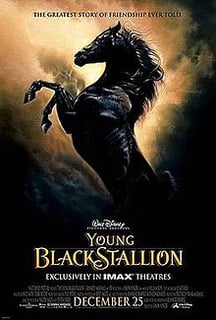 Picture of The Young Black Stallion