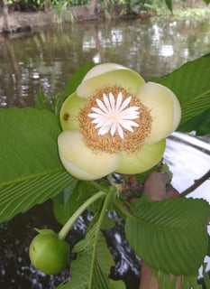 Picture of Dillenia indica